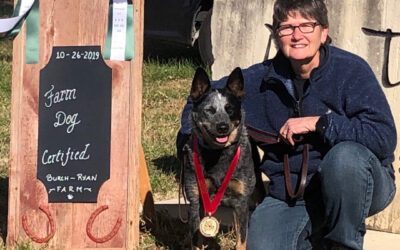 Dipping Into Competitive Sports