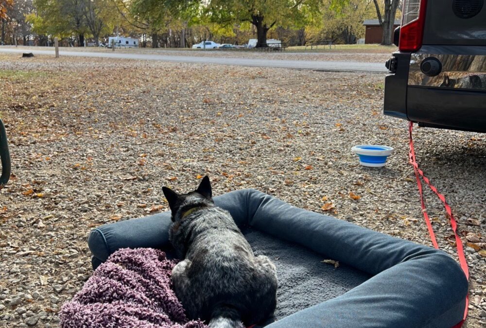 Camping With Dogs
